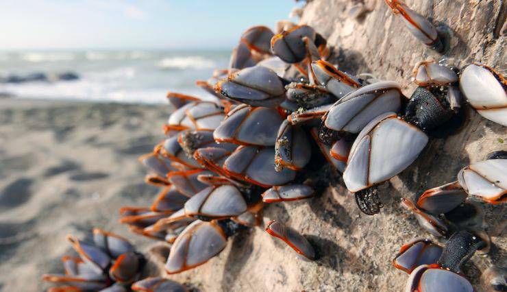 colonia di bivalve