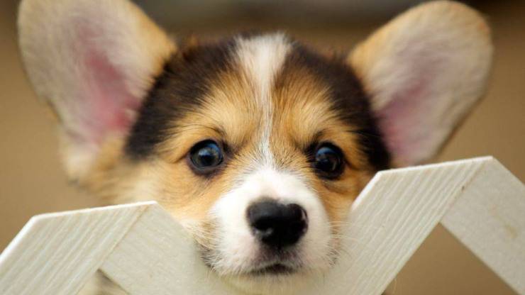 welsh corgi corgie cane adottare