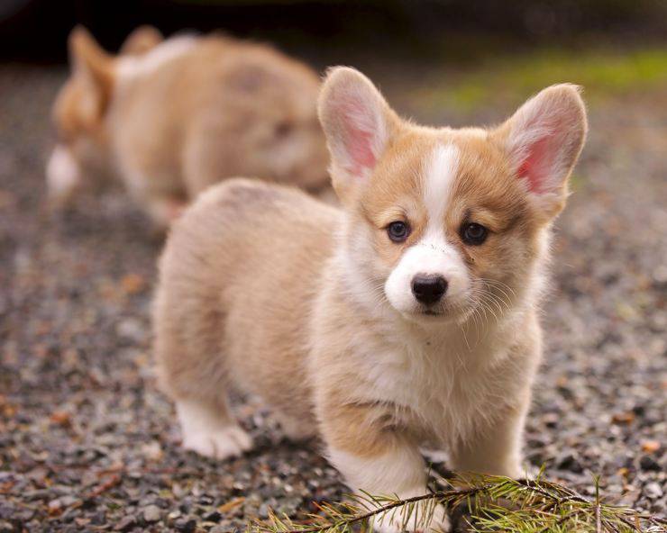 corgis puppy cucciolo