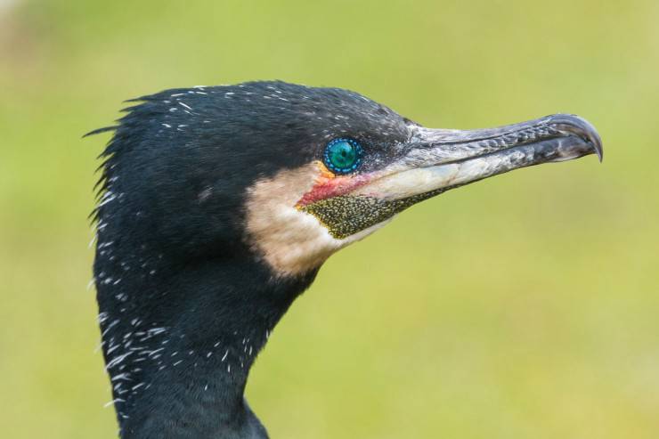 Caratteristiche del cormorano