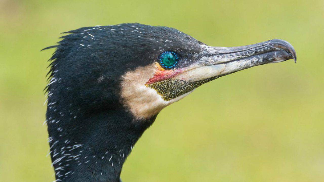 Uccello Che Si Tuffa In Mare Per Pescare