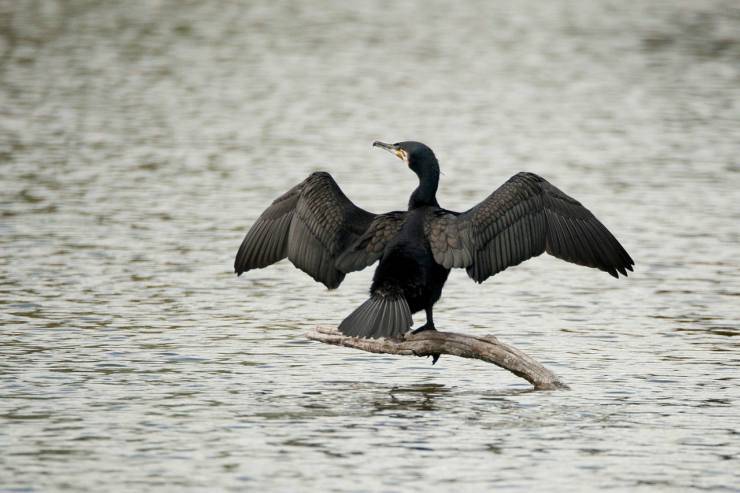 Caratteristiche del cormorano