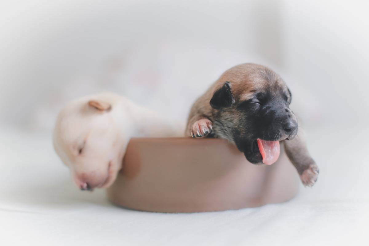 Gli Animali Con I Cuccioli Piu Belli I Piccoli Piu Carini E Coccolosi