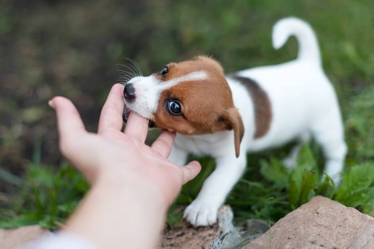 A che età prendere un cucciolo di cane