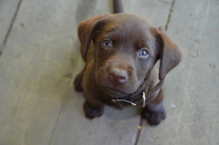 A che età prendere un cucciolo di cane