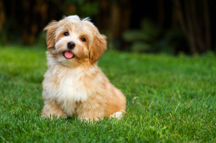 cagnolino aperto cane