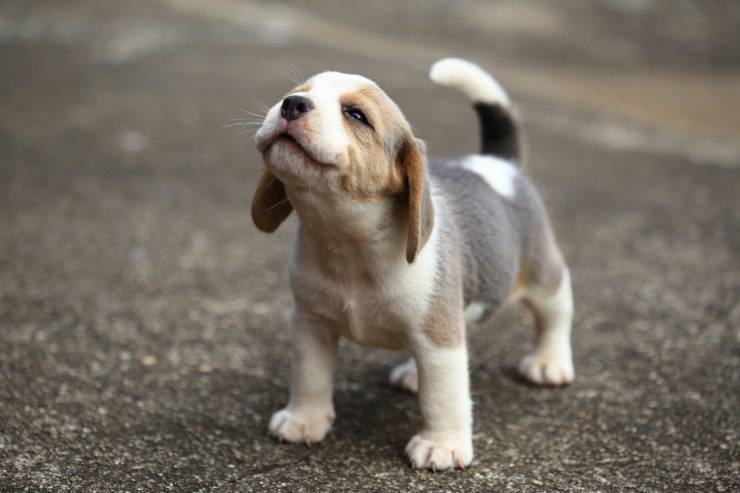 A che età prendere un cucciolo di cane