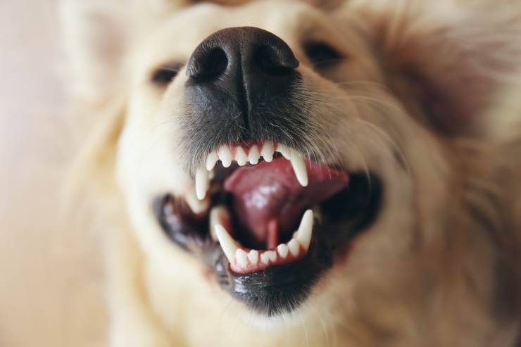 cura dentale del cane