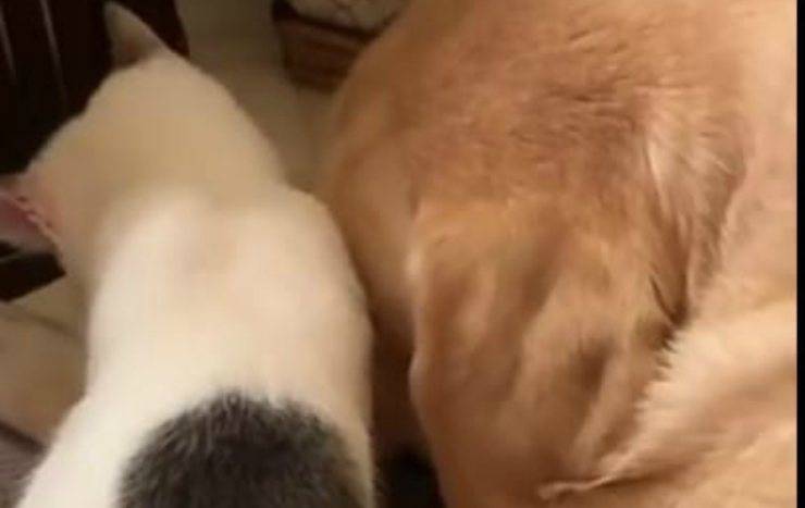 Il cane e il gatto sempre insieme (Foto video)