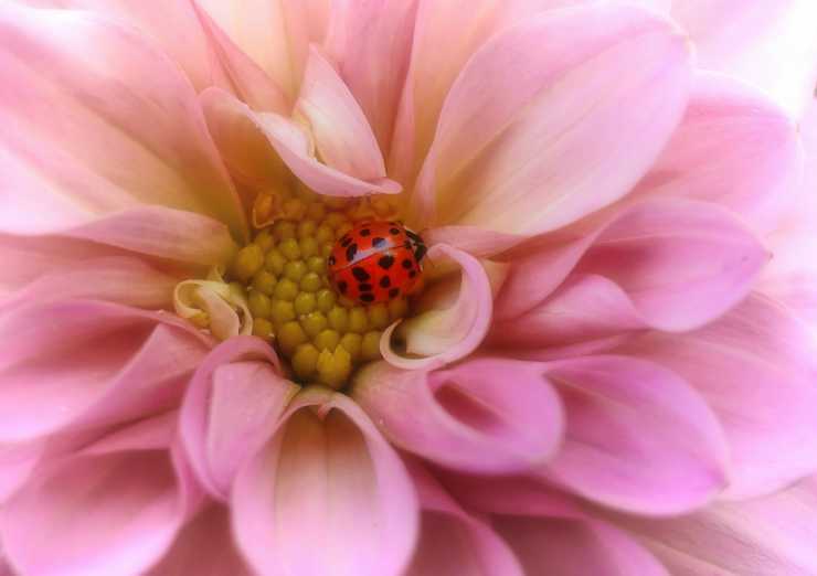 la coccinella nella corolla del fiore (Foto Pixabay)