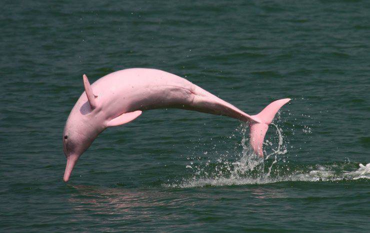 delfino rosa amazzoni