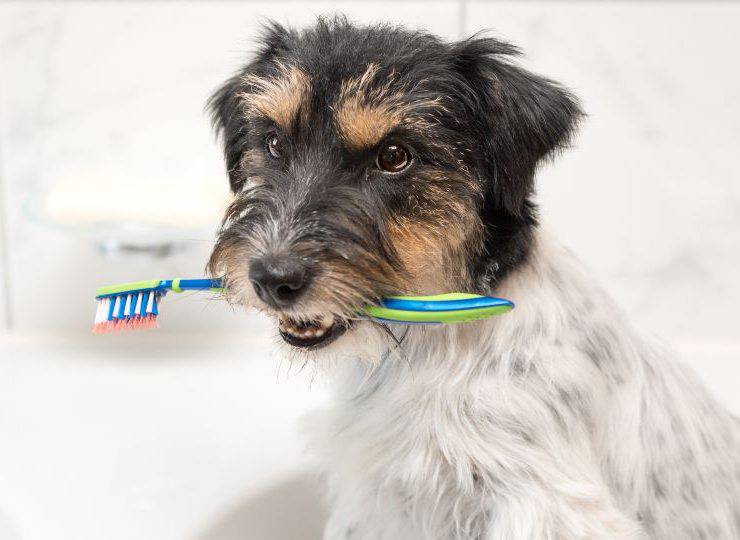 Dentifricio Per Cani Fai Da Te Le Ricette Facili E Veloci