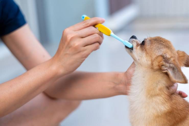 dentifricio cani fai da te ricette