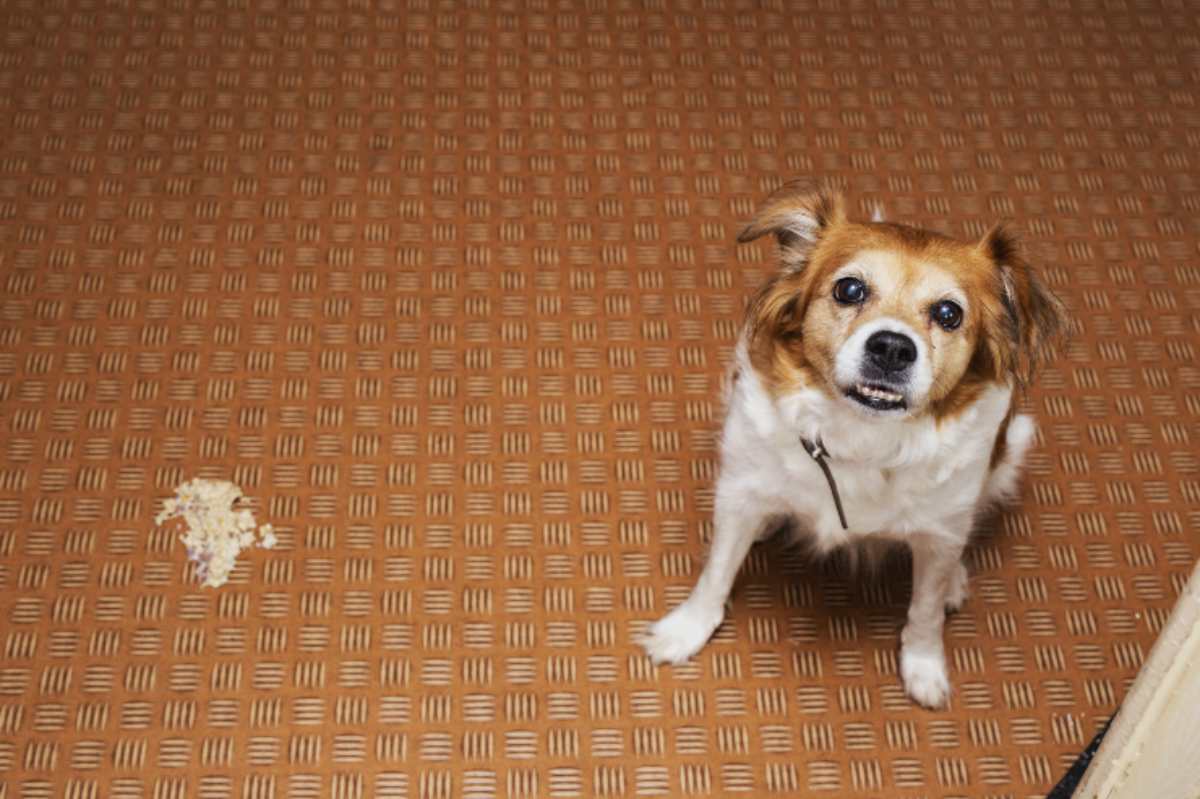 Come posso fermare la diarrea del cane? Causa, sintomi e trattamento