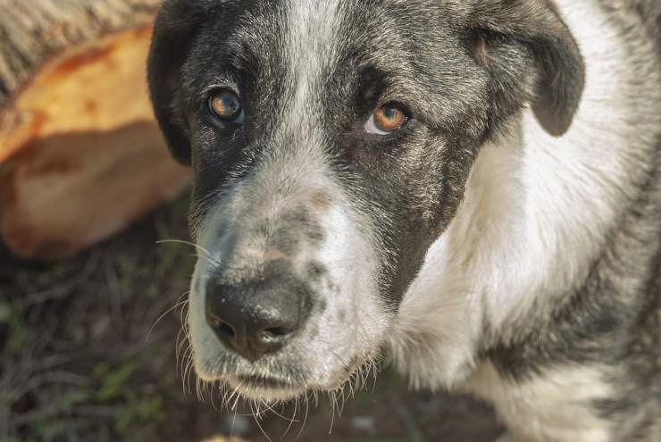 Maltrattamenti sugli animali cani