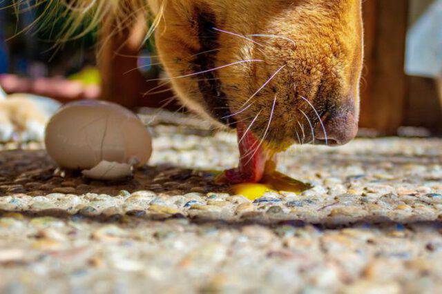 Perché Il Cane Lecca Il Pavimento