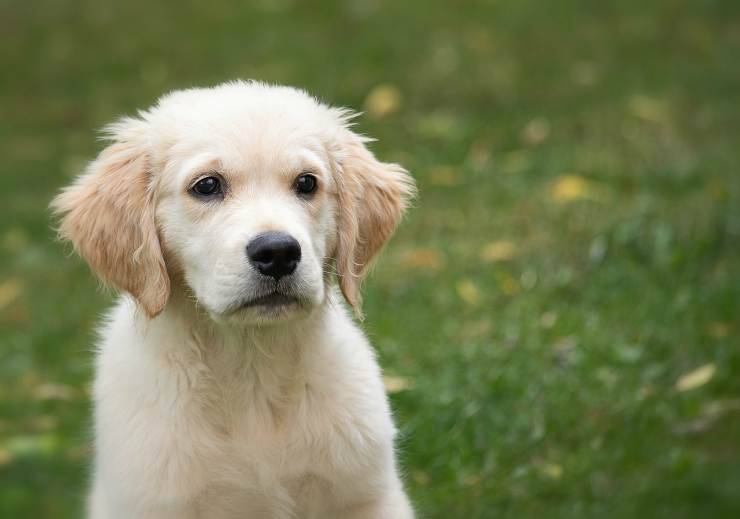 Il cucciolo di Golden Retriever (Foto Pixabay)