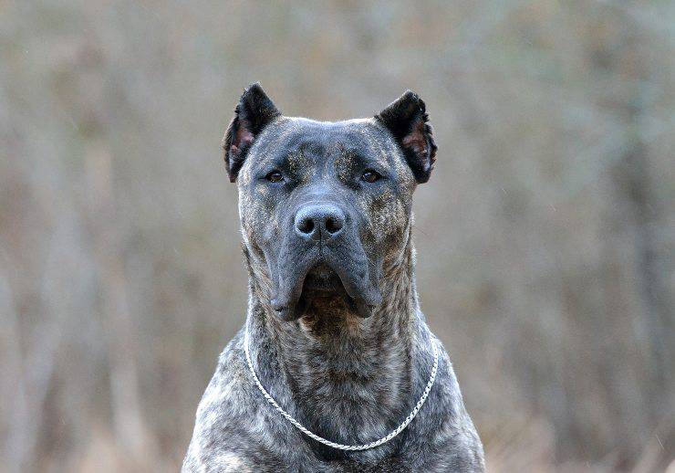 dogo canario adulto