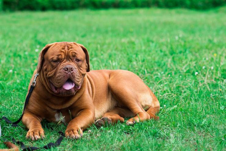 dogo de bordeaux adulto