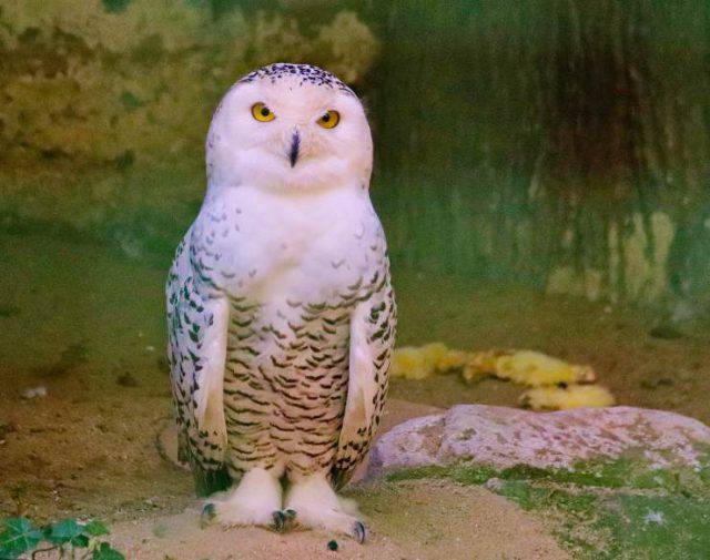 Come Si Chiama La Civetta Di Harry Potter