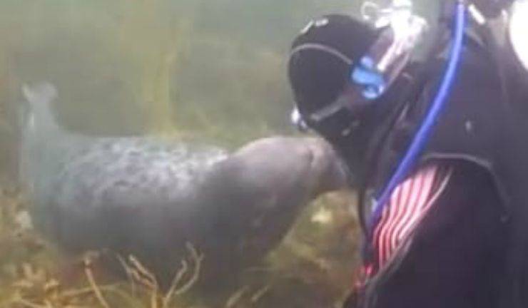 La foca si lascia coccolare (foto video)