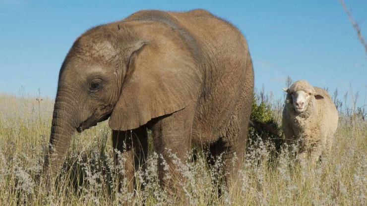 elefante pecora amicizie animali