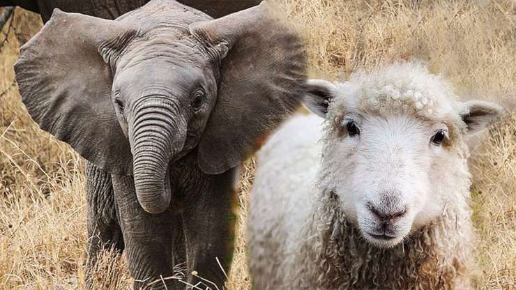 Elefante e pecora che stringono amicizia?