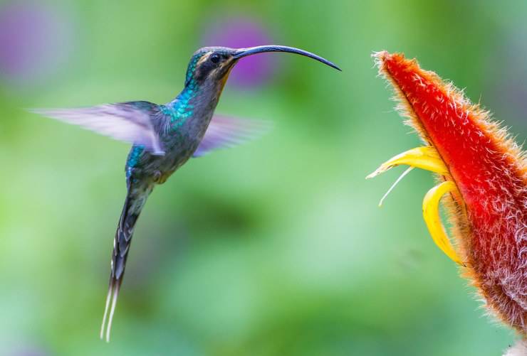 il colibrì eremita verde