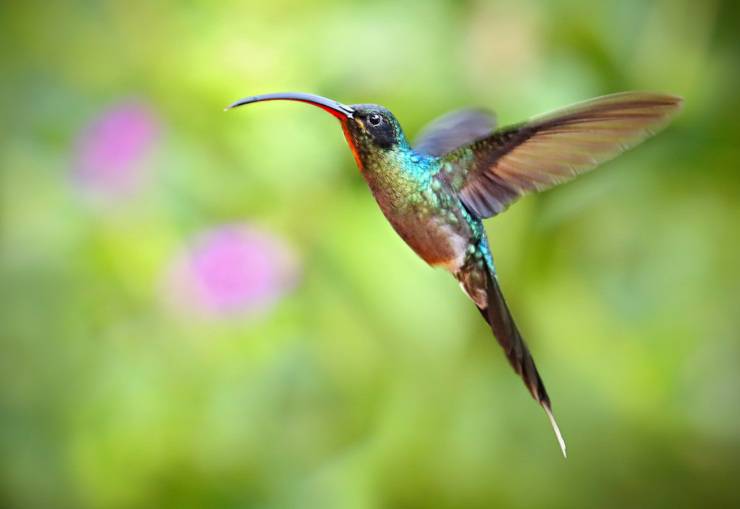 il colibrì eremita verde