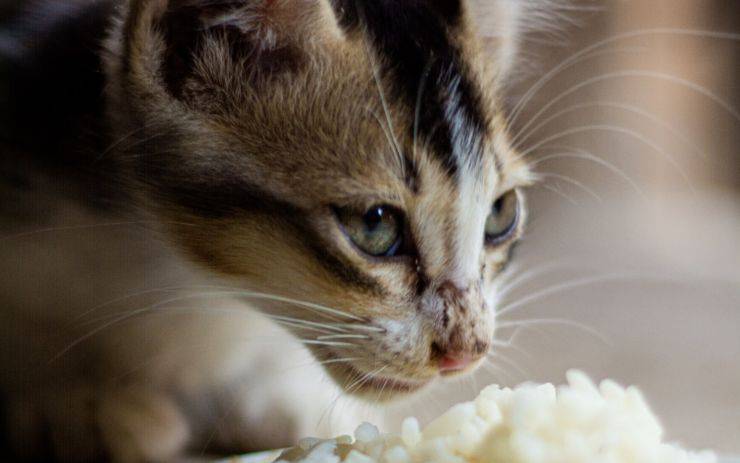 errori alimentazione gatto