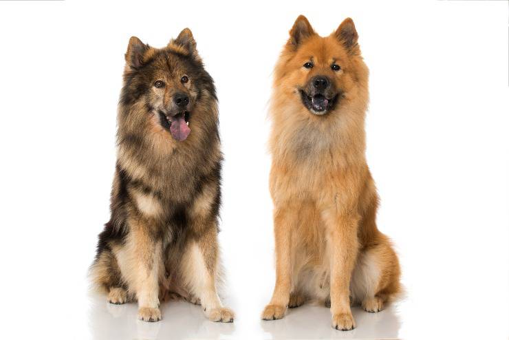 eurasier adulto 