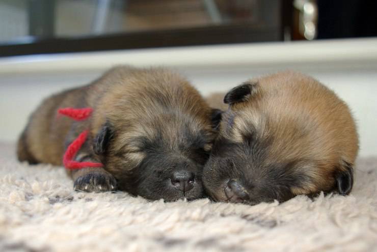 Eurasier cucciolo