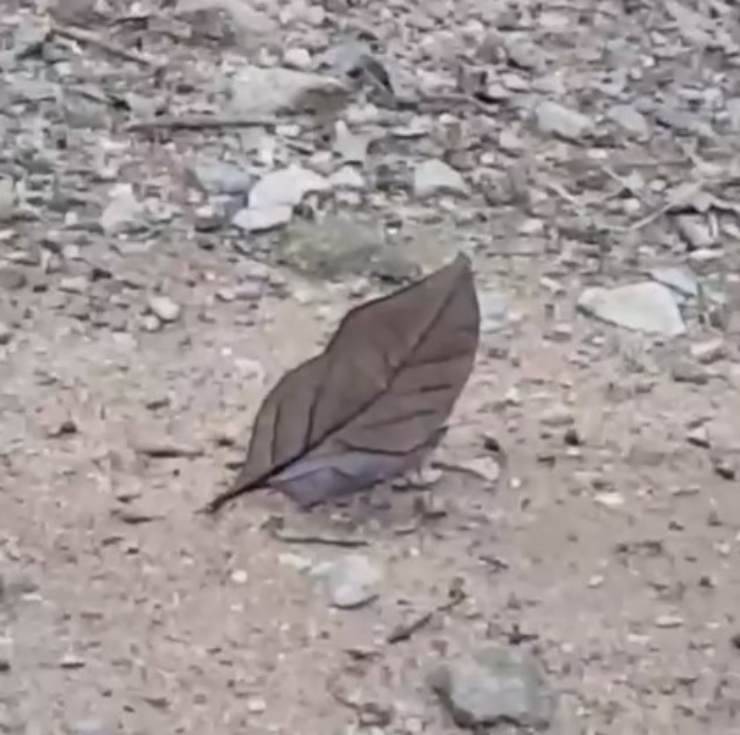 farfalla mimetizza foglia secca