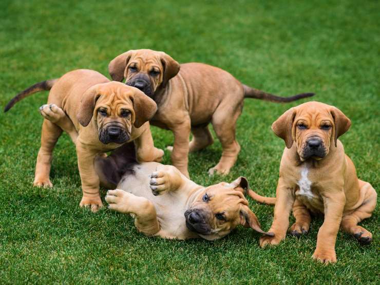 Fila Brasileiro cucciolo