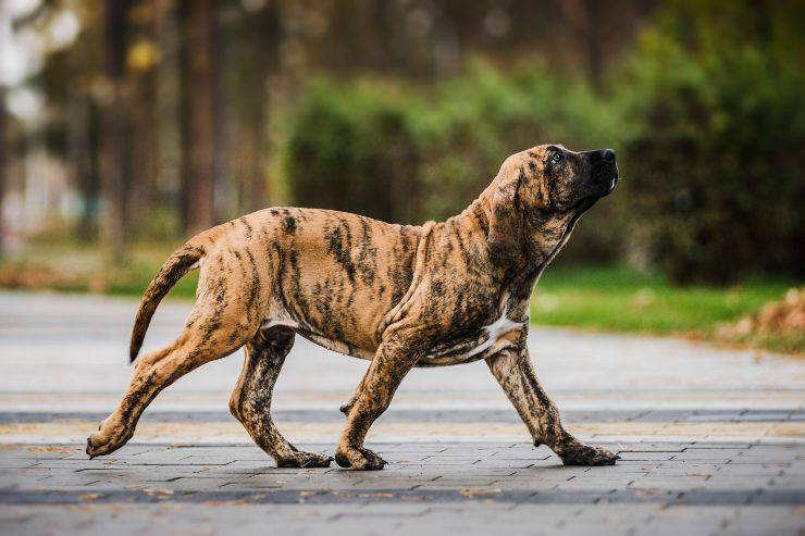 Fila Brasileiro adulto