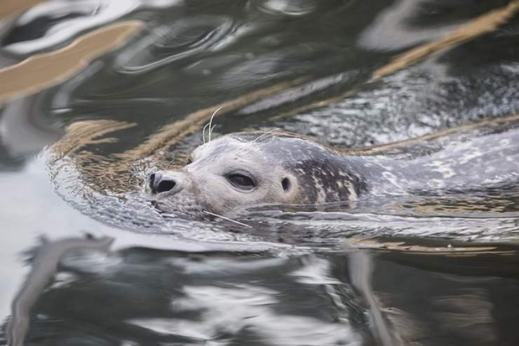 foca