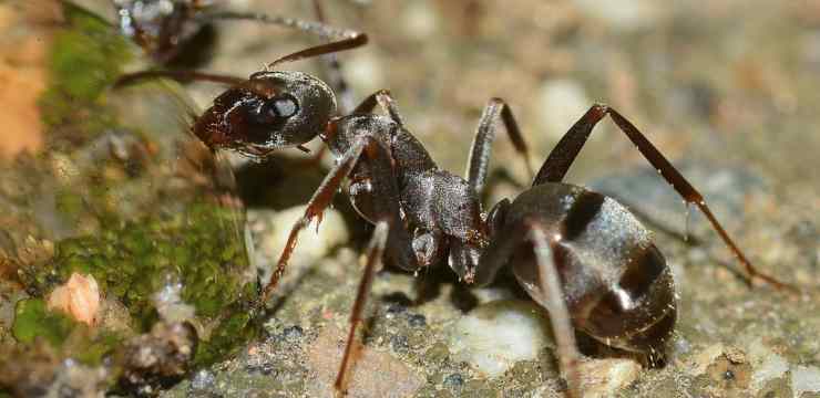 puntura formica