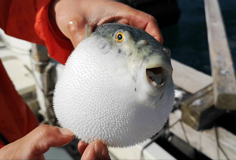 Mangiare il pesce palla