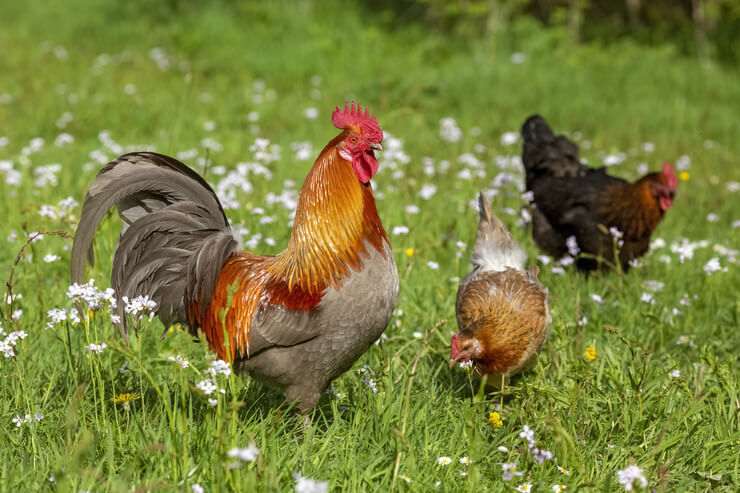 galline Polli da guerra? In Kuwait è successo. 