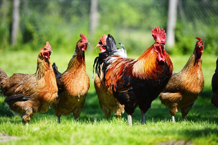 Curiosità sui polli: quello che non sapevate su galline, galli, e simili