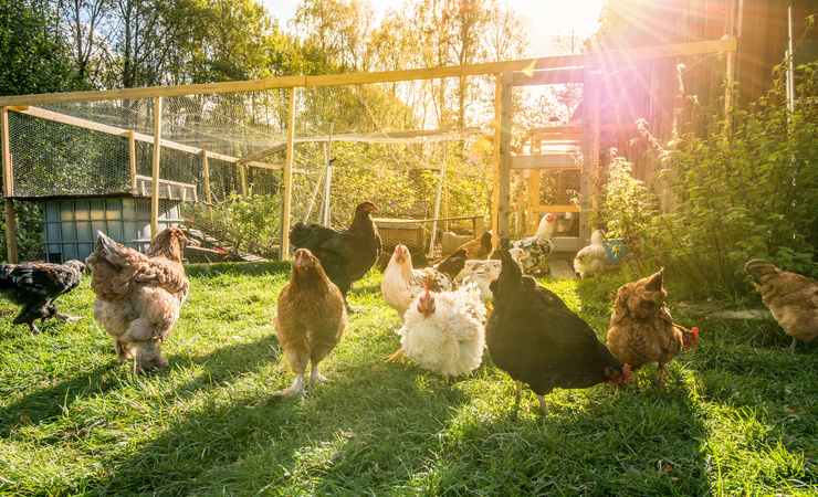 galline La tassa sui polli