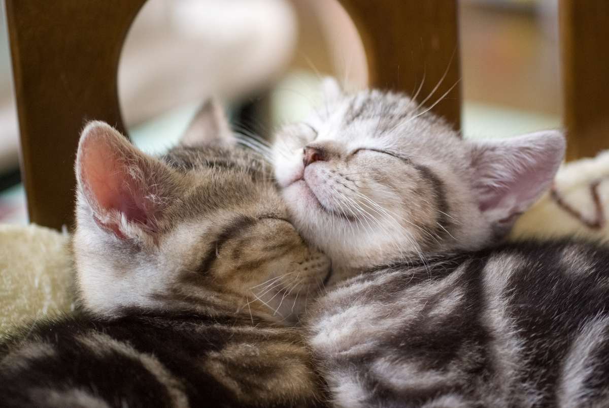 Un Gatto Adulto Può Uccidere Un Gattino