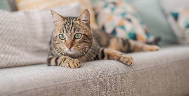 Come far vivere felice il gatto da interno