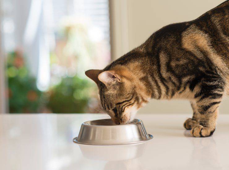 Il gatto può mangiare aglio e scalogno?