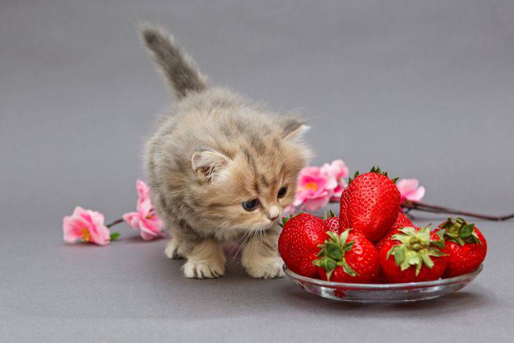 gatto può mangiare fragole