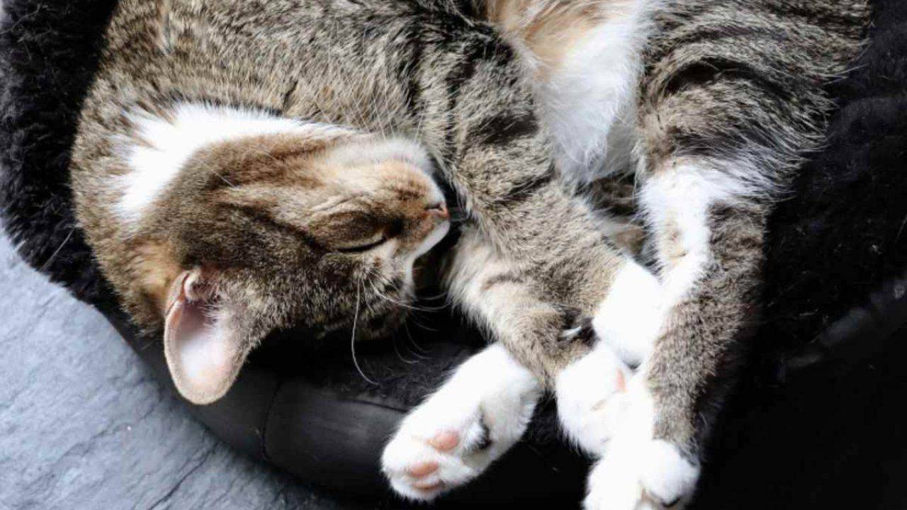 Ossa Rotte Nel Gatto Le Cause I Sintomi E Il Trattamento