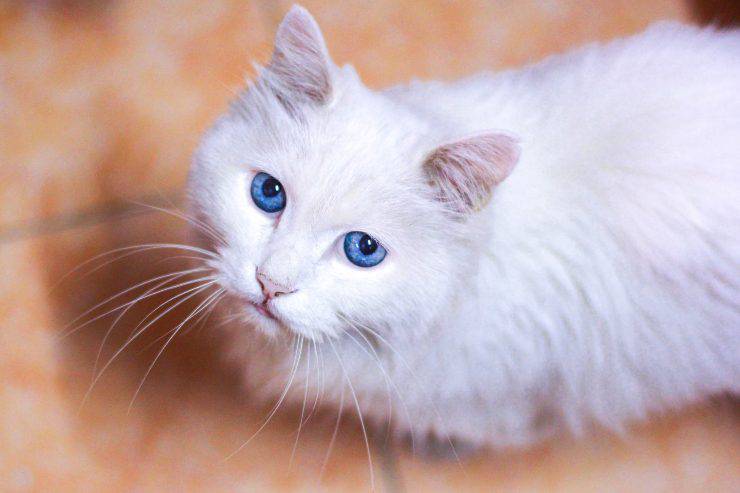 gatto pelo bianco