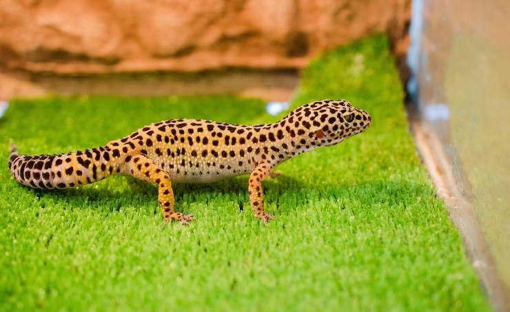 geco leopardo incinta