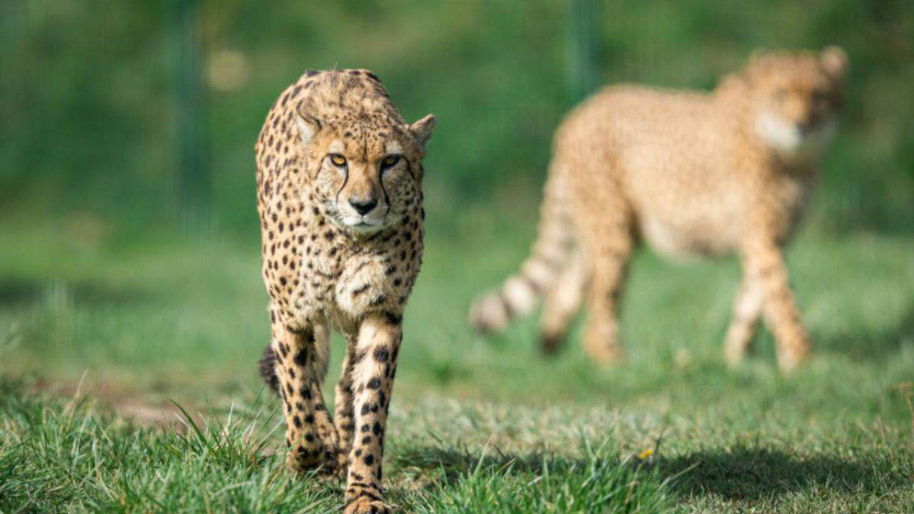 Differenza Tra Ghepardo Leopardo E Giaguaro