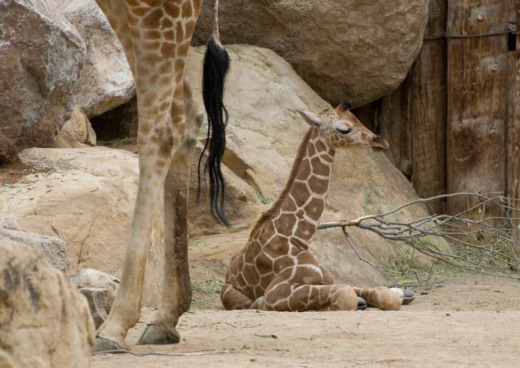 Baby giraffa flickr